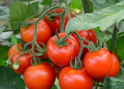 Болезни томатов: эффективность биологических фунгицидов