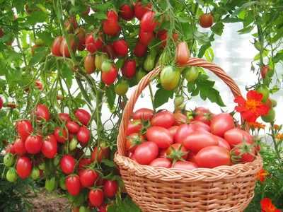 Болезни томатов » \"Газета садовод\" - сетевое издание
