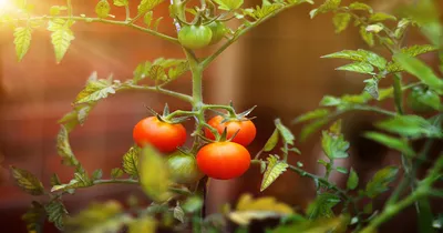 Болезни томатов: описания с фото и методы предупреждения и лечения