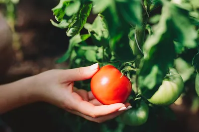 Как правильно выращивать помидоры, самые распространенные болезни томатов -  22 июля 2021 - 72.ру