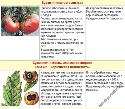 Защита томата от вредителей и болезней | «Сингента» в России