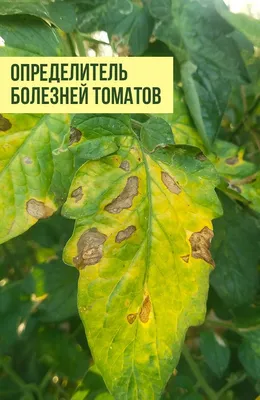 Болезни томатов - Альбомы - tomat-pomidor.com