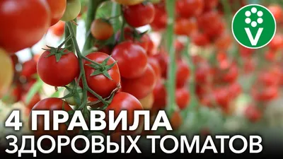 10 опасных болезней томатов — Ботаничка