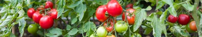 Таблица болезней томатов 4 - Альбомы - tomat-pomidor.com