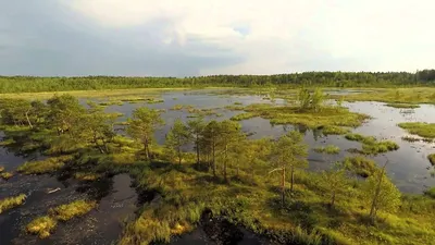 Зеленое болото в лесу - 63 фото