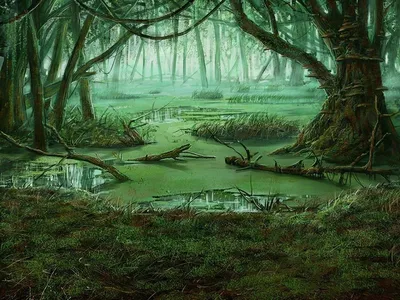 Сфагновые болота — Википедия