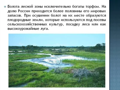 Красивые болота (57 фото) - 57 фото