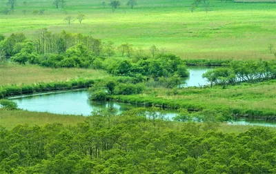 Бесплатное изображение: болотный, время весны, болота, деревья, вода, болото,  дерево, рассвет, лес, пейзаж