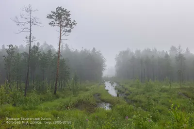 Десять фактов о том, что болото дало человеку и чем он за это отплатил? |  greenbelarus.info