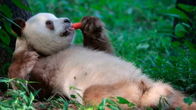 Большая панда (Вымирающие животные) · iNaturalist