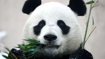 Китай исключил панд из списка вымирающих животных — РБК