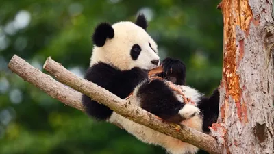 Пазл Super 3D 'Большая панда' | Купить настольную игру в магазинах Hobby  Games