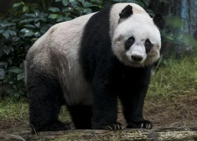 10 интересных различий между большой и малой пандами | Приключения  натуралиста | Дзен