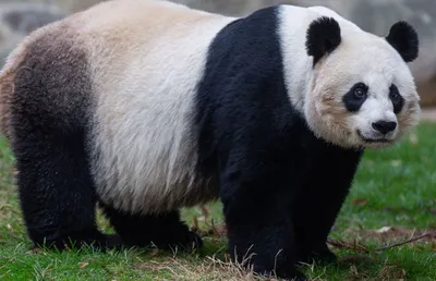 У детеныша большой панды из Московского зоопарка прорезались клыки:  показываем видео и рассказываем, в каком она состоянии сейчас, чем питается большая  панда, когда она начнет есть бамбук, овощи и панда-кейки - 28
