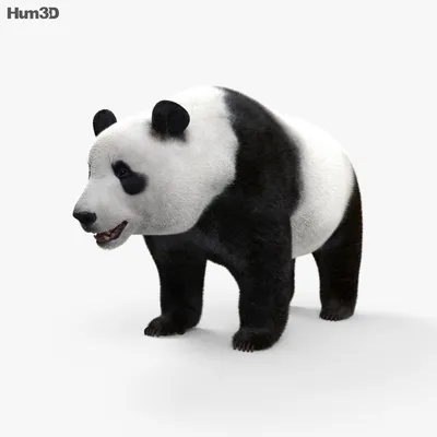 Игрушка Collecta Большая панда фигурка животного купить по цене 634 ₽ в  интернет-магазине Детский мир