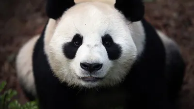 Большая панда готовится побить мировой рекорд по жизни в неволе -  Korrespondent.net