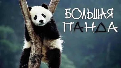 В Китае умерла самая старая панда в мире - BBC News Русская служба