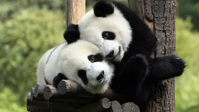 Занесены ли большая и малая панда в Красную книгу? - Животное панда:  энциклопедия, все про панду!