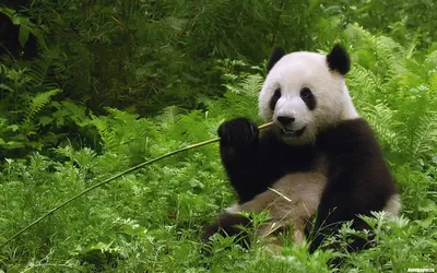 Родившегося в Сингапуре детеныша большой панды отправили в Китай - РИА  Новости, 16.01.2024