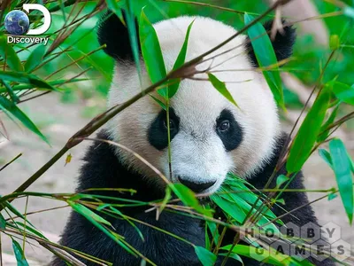 Большие панды перестали вымирать