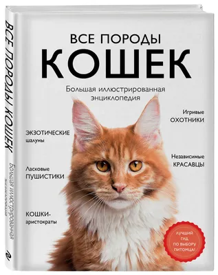 Самые большие породы кошек: ТОП-10 крупных домашних кошек в мире