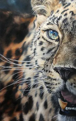 Близкий портрет больших диких кошек льва тигра леопарда пумы\" Стоковое  Изображение - изображение насчитывающей конец, млекопитающее: 240233221
