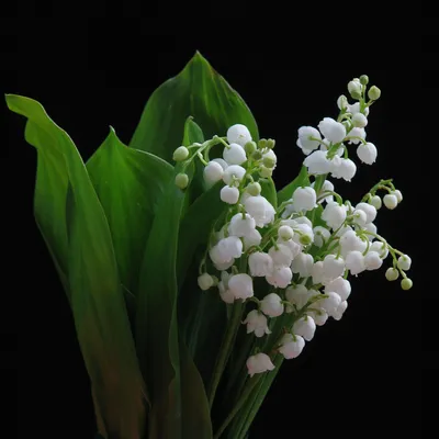 Модульная картина \"Ландыши, цветы, природа\" для интерьера на ЛДСП плите,  60х180 см. - купить по выгодной цене в интернет-магазине OZON (1117061791)