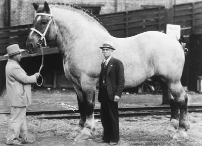Бруклин Суприм - самый большой конь в истории