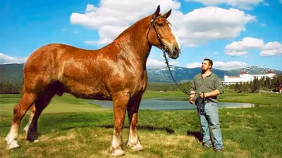 Гигант, каких больше нет – каким был самый высокий конь в мире | Ваша  Планета | Дзен