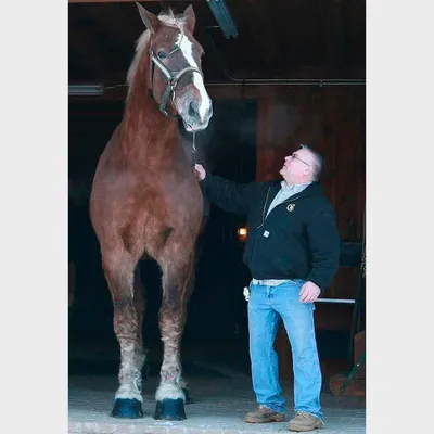 Умерла самая высокая лошадь в мире: Звери: Из жизни: Lenta.ru