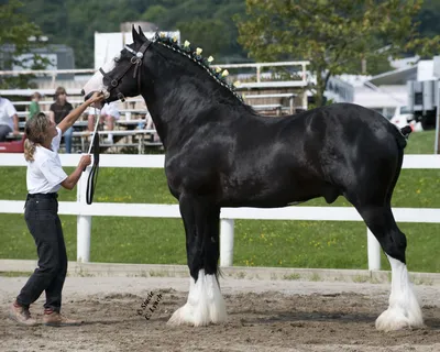 Шайры - самые крупные лошади на планете.