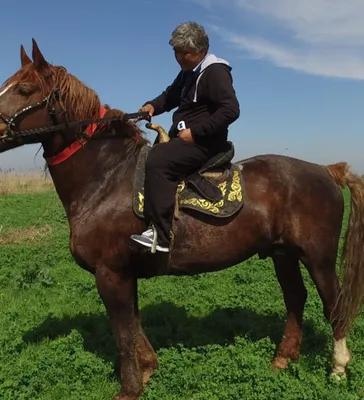 Самый большой \"боевой\" конь в Кыргызстане — его не продали за $1 млн -  20.04.2017, Sputnik Кыргызстан