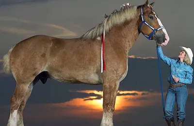 Лошади. Большой иллюстрированный гид – CHITATEL.NL
