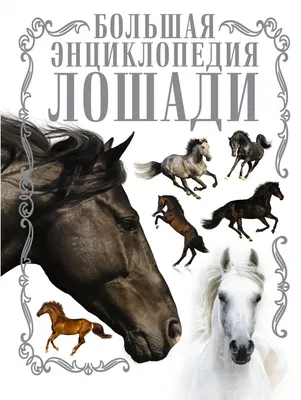 Графство породы 2 красивое большое лошадей Стоковое Фото - изображение  насчитывающей бобра, лошади: 121800898