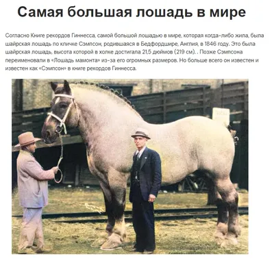 Фото самой высокой лошади в мире опубликовали в сети: большой конь это фейк  - Лапша Медиа