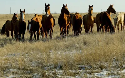 Самые большие лошади в мире: породы и их представители