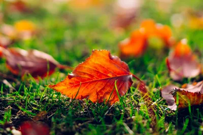 осень в лесу - красочные листья и большие деревья Стоковое Фото -  изображение насчитывающей естественно, красно: 158046330