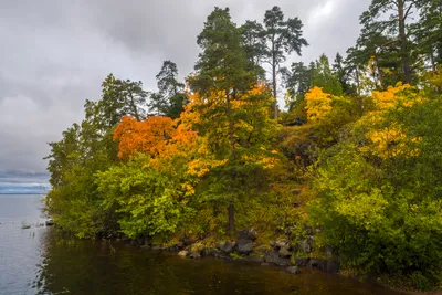 Бесплатное изображение: снизу, дерево, большой, осенний сезон, Желтые  листья, осень, лист, парк, лес, завод