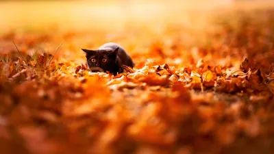 Осень в Большой Каньоне. Фотограф Артём Корнев