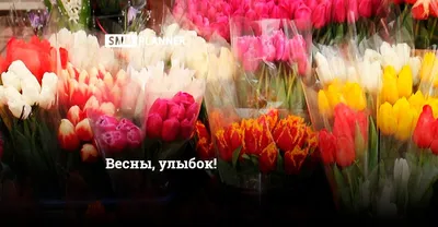 Тюльпаны к 14 февраля и 8 Марта большие букеты,опт и мелкий ... - Барахолка  onliner.by