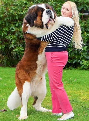 ✓ Самые большие собаки в мире - YouTube