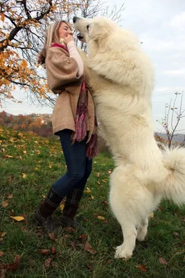 Фотофакты. Самые большие собаки: размером с коня, выше человека, почти как  медведи