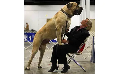 Большие собаки - самые большие собаки, большие собаки фото – ФотоКто
