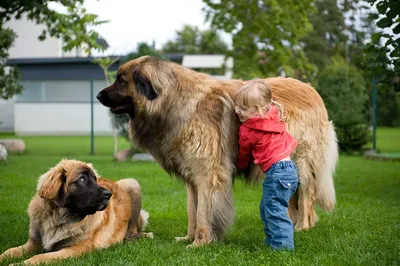 Самые большие и маленькие собаки - Bravecto RU