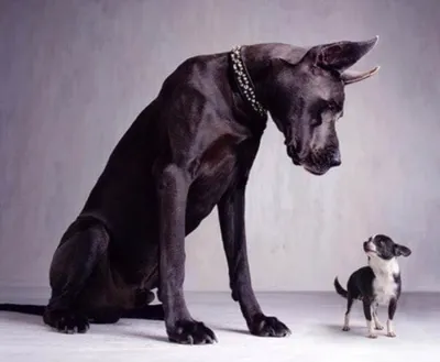 маленькие и большие собаки стоят лицом к лицу Стоковое Изображение -  изображение насчитывающей мило, гончая: 263951759