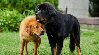 Три большие собаки, на заднем фоне…» — создано в Шедевруме