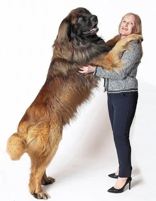 Самые добрые большие собаки - 67 фото