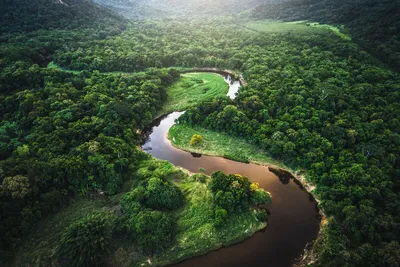 Самые большие джунгли в мире. Тут 30% всех видов животных и растений  планеты | PageTravel | Дзен