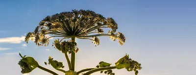 Борщевик Сосновского фото растения. Как избавиться