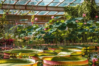 Оранжерея Ботанического сада в Нижнем Новгороде. | NN-GID.RU